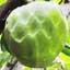 cherimoya1