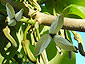 Cherimoya Flower