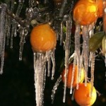 Oranges frozen with Icicles