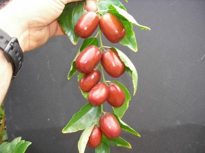 jujubeOnVine