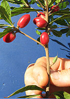 Close Up Of California Grown Miracle Fruit